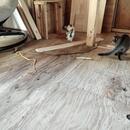 らくださんのルームシェアの写真